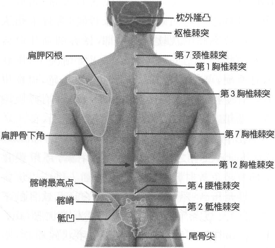 脊柱各部的體表標志